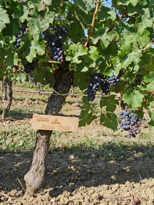 Виноградник на урожай